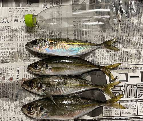 マアジの釣果