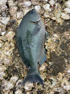 オナガグレの釣果