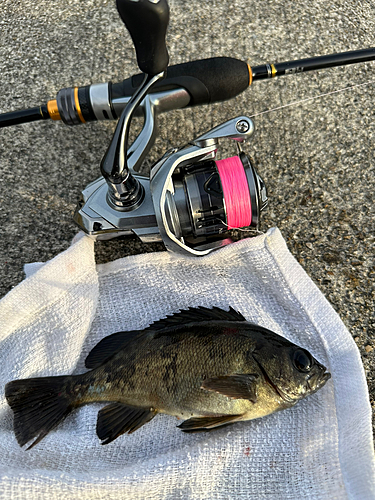 シロメバルの釣果