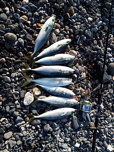 イナダの釣果