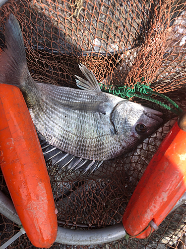 メイタの釣果