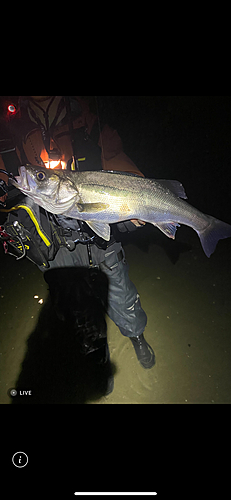 シーバスの釣果