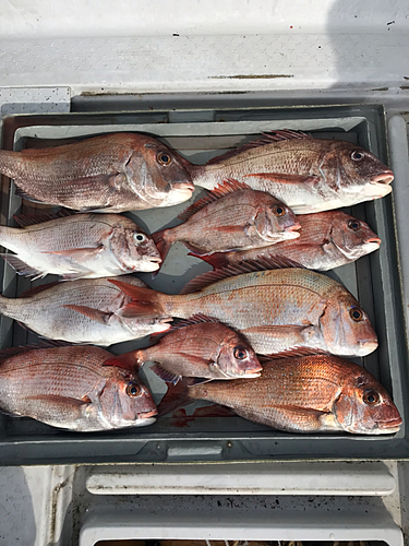 マダイの釣果