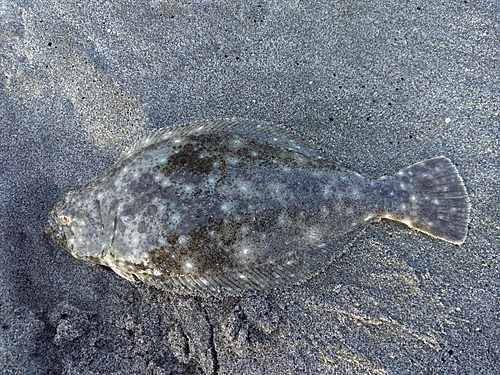 ソゲの釣果