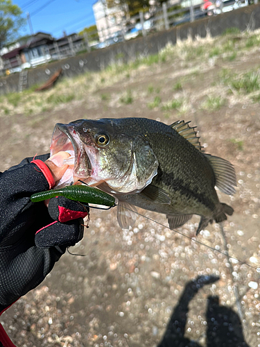 ラージマウスバスの釣果