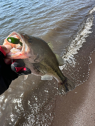 ラージマウスバスの釣果