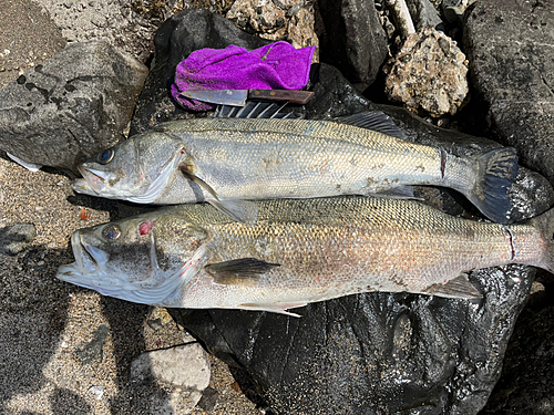 シーバスの釣果