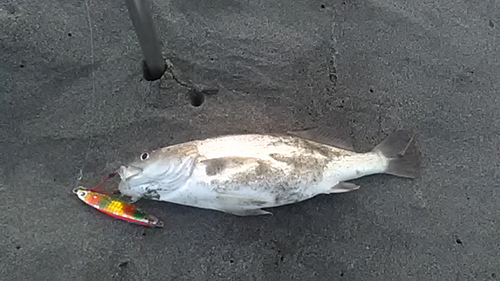 イシモチの釣果