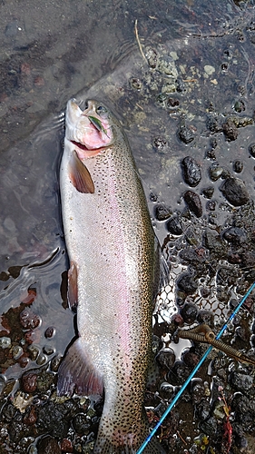 ニジマスの釣果