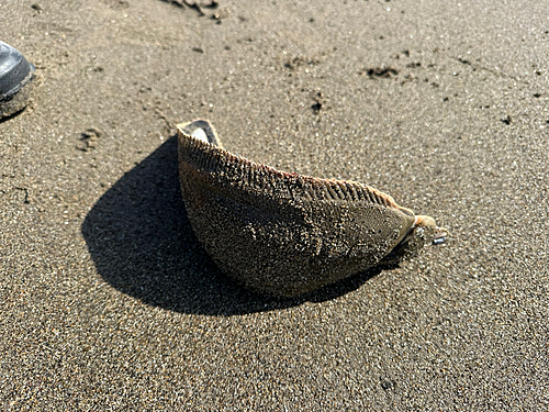 シタビラメの釣果