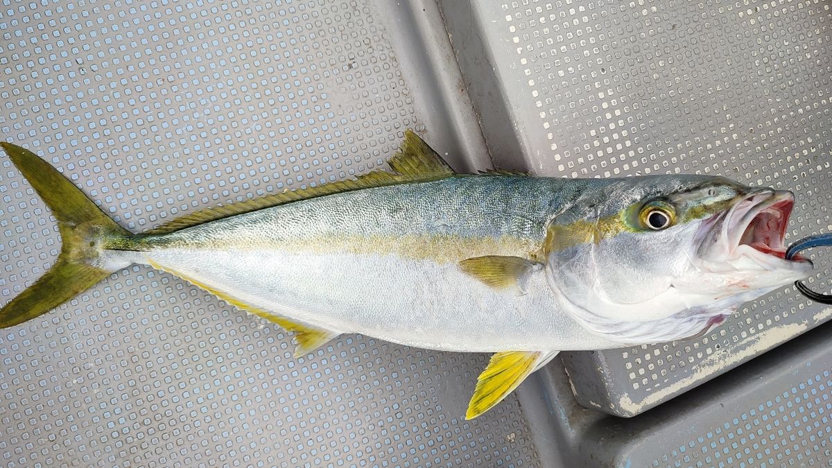 🎣みやもん🎣さんの釣果 2枚目の画像