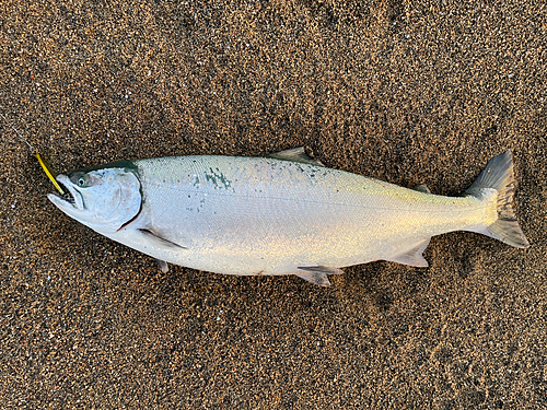 サクラマスの釣果