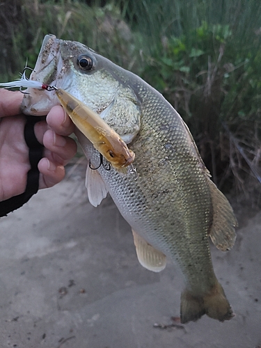 ラージマウスバスの釣果