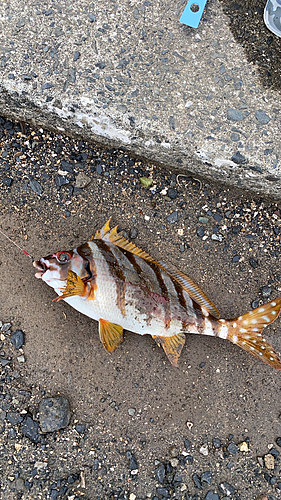 タカノハダイの釣果