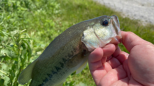 ラージマウスバスの釣果