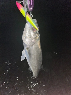 セイゴ（マルスズキ）の釣果