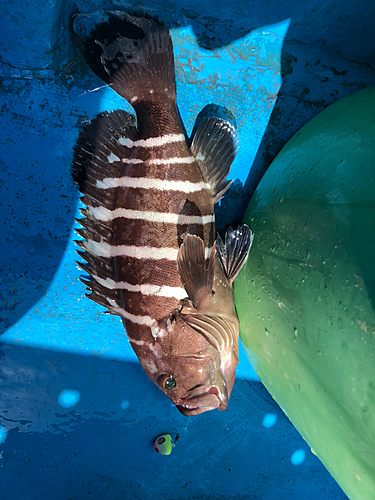 マハタの釣果