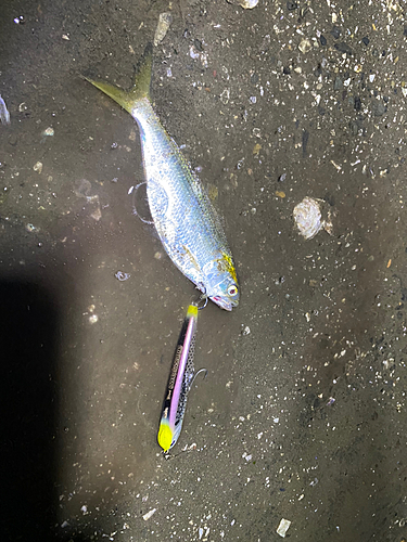 コノシロの釣果