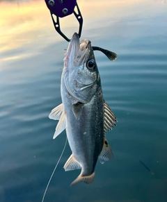 セイゴ（マルスズキ）の釣果