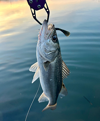 セイゴ（マルスズキ）の釣果