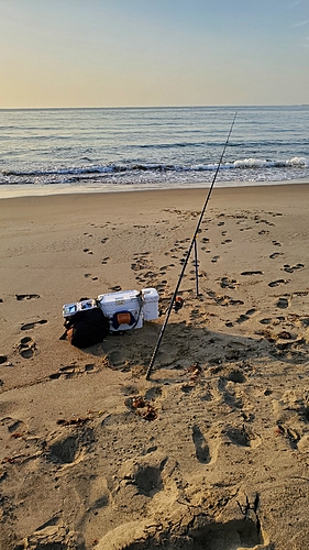 シロギスの釣果