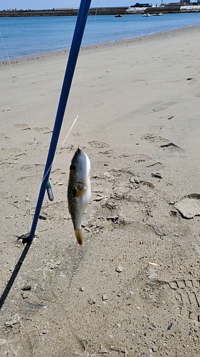 クサフグの釣果