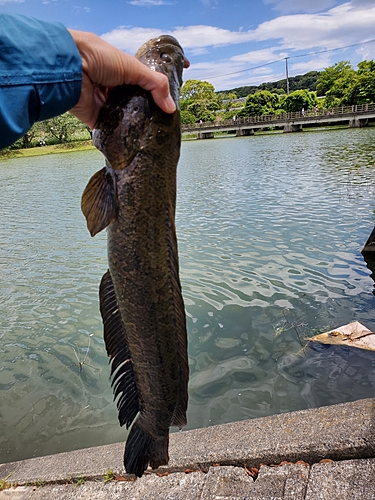 ライギョの釣果