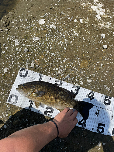 スモールマウスバスの釣果