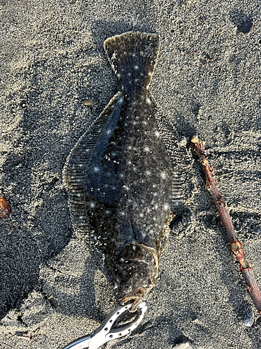 ソゲの釣果