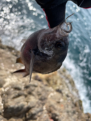 スズメダイの釣果