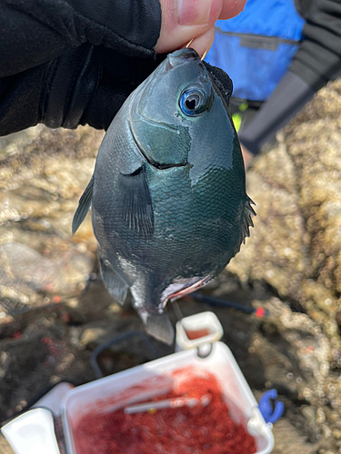 グレの釣果