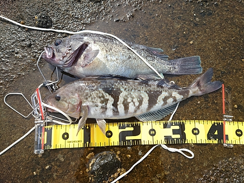 ホッケの釣果