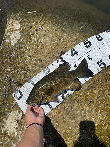 スモールマウスバスの釣果