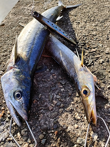 サゴシの釣果