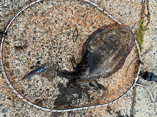 モンゴウイカの釣果