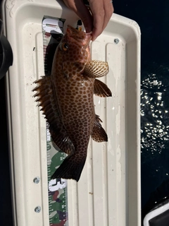 オオモンハタの釣果