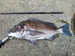 チヌの釣果