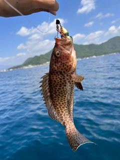 オオモンハタの釣果