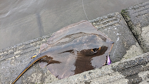 エイの釣果