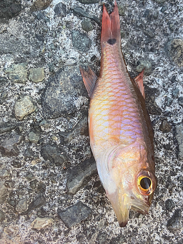 ネンブツダイの釣果