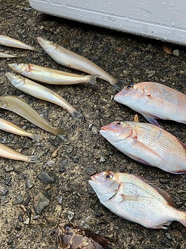 シロギスの釣果