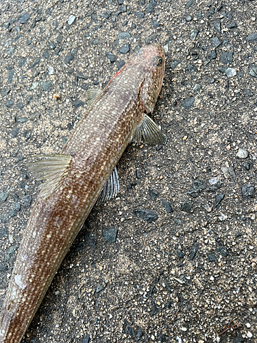 エソの釣果