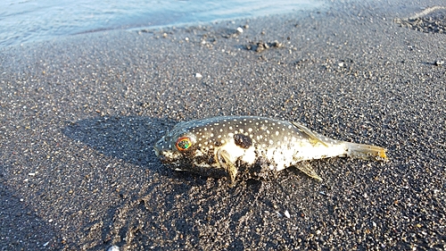 クサフグの釣果