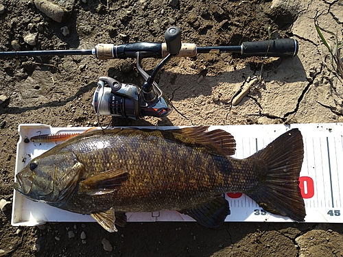 スモールマウスバスの釣果