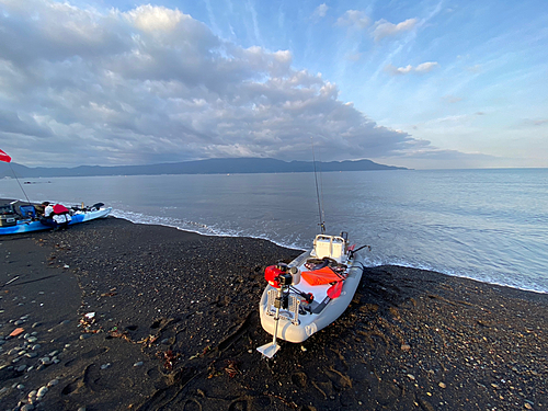 マルソウダの釣果