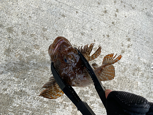 カジカの釣果