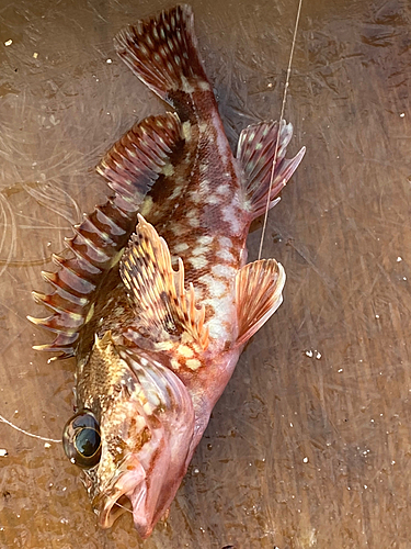 カサゴの釣果