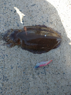 モンゴウイカの釣果