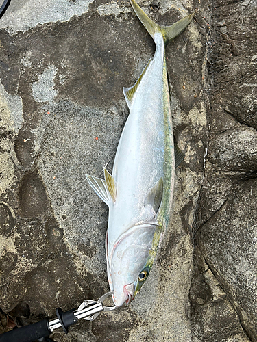 メジロの釣果