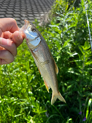 ハスの釣果